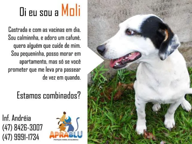 Cachorro ra a SRD idade 7 a 11 meses nome Moli