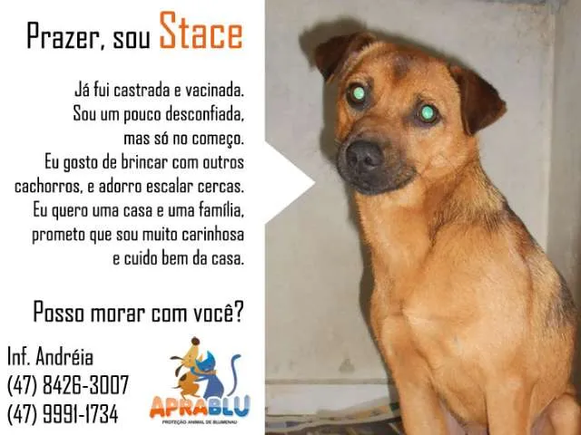 Cachorro ra a SRD idade 1 ano nome Stace