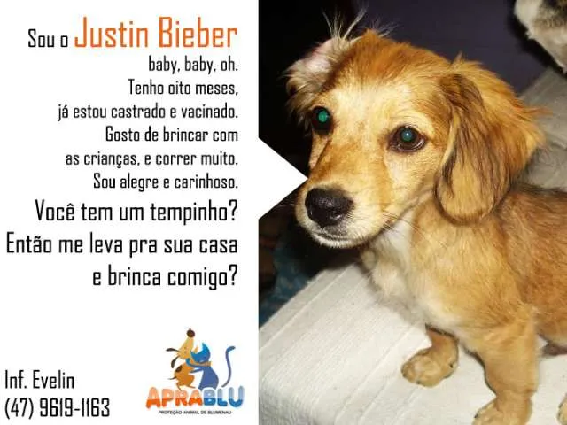 Cachorro ra a SRD idade 7 a 11 meses nome Justin