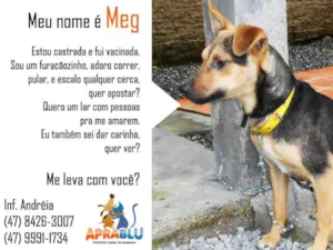 Cachorro raça SRD idade 1 ano nome Meg