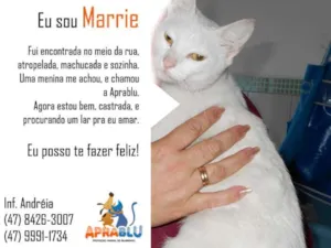 Gato raça SRD idade 7 a 11 meses nome Marrie