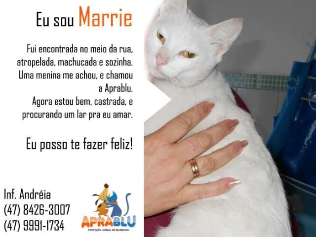 Gato ra a SRD idade 7 a 11 meses nome Marrie