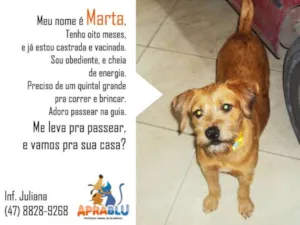 Cachorro raça SRD idade 1 ano nome Marta