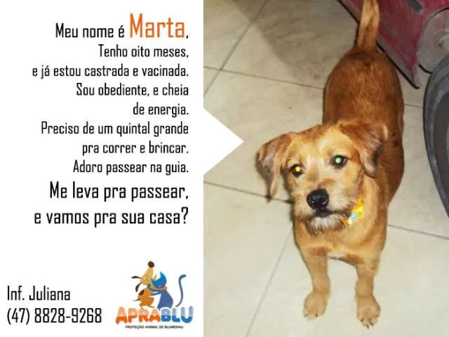 Cachorro ra a SRD idade 1 ano nome Marta