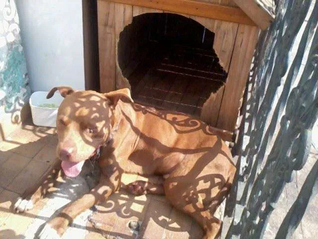 Cachorro ra a Pit-Bull idade 1 ano nome sem nome