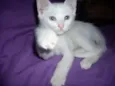 Lilica