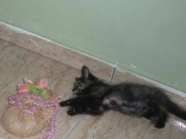 Gato ra a SRD idade 2 a 6 meses nome Luli