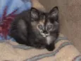 Luli