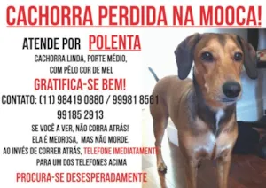 Cachorro raça VIRA-LATA idade 2 anos nome POLENTA GRATIFICA