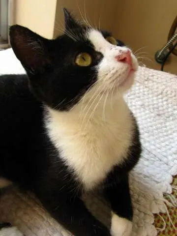 Gato ra a srd idade 2 a 6 meses nome Havana
