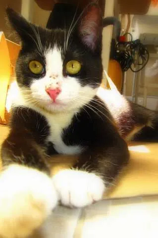 Gato ra a srd idade 2 a 6 meses nome Havana
