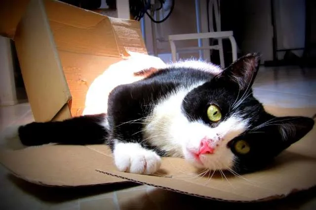 Gato ra a srd idade 2 a 6 meses nome Havana