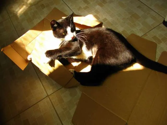 Gato ra a srd idade 2 a 6 meses nome Havana