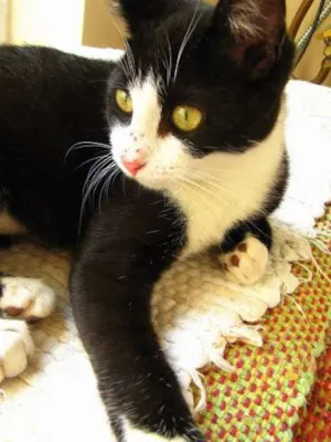 Gato raça srd idade 2 a 6 meses nome Havana