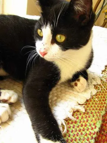 Gato ra a srd idade 2 a 6 meses nome Havana
