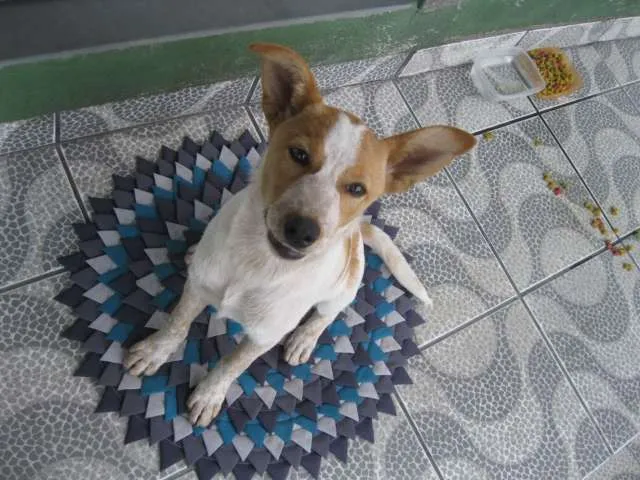 Cachorro ra a SRD idade 2 a 6 meses nome Millo