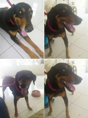 Cachorro raça Vira-Lata idade 2 anos nome Sem nome
