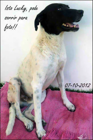 Cachorro ra a Indefinida idade 4 anos nome Lucky