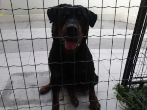 Cachorro raça Hotweiller idade 2 anos nome Preta