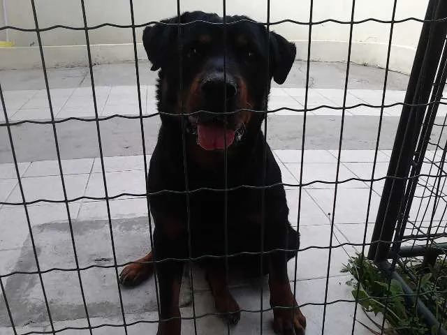 Cachorro ra a Hotweiller idade 2 anos nome Preta