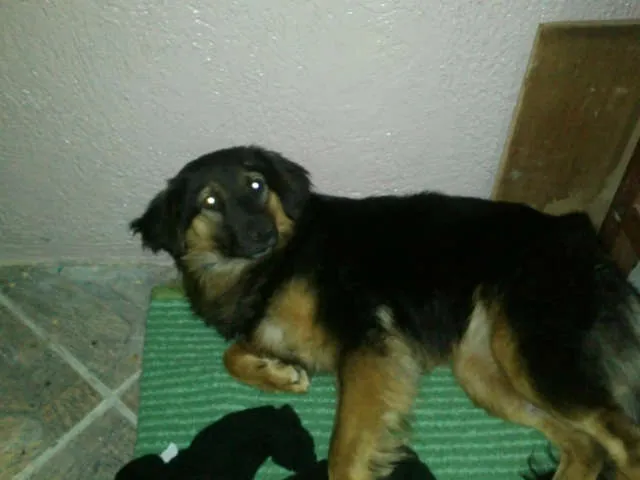 Cachorro ra a SRD idade 2 anos nome Sofia