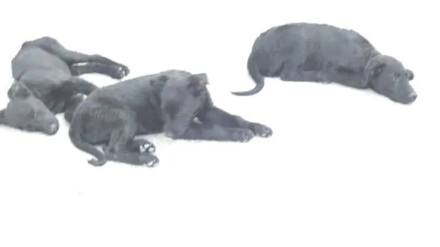 Cachorro ra a pastor belga idade 2 a 6 meses nome sem nome