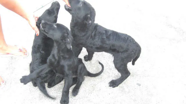 Cachorro ra a pastor belga idade 2 a 6 meses nome sem nome