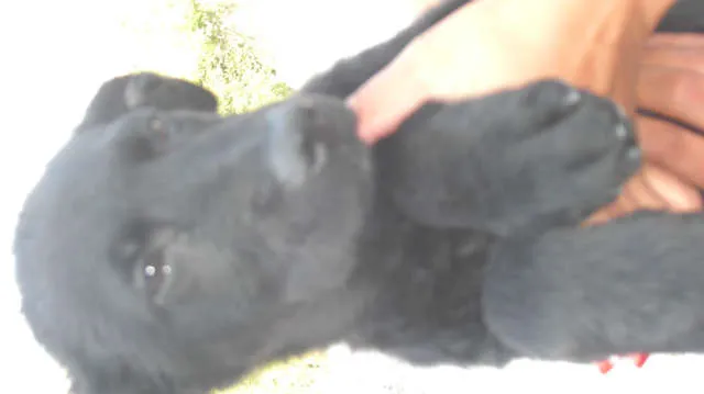 Cachorro ra a pastor belga idade 2 a 6 meses nome sem nome