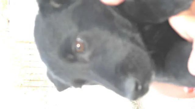 Cachorro ra a pastor belga idade 2 a 6 meses nome sem nome
