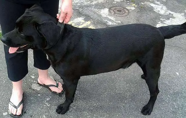 Cachorro ra a Mestiço Labrador idade 2 anos nome Negão