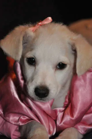 Cachorro ra a Poodle e Viralata idade 2 a 6 meses nome Branquinha