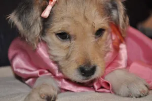 Cachorro raça Poodle com Viralata idade 2 a 6 meses nome Pretinha