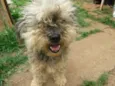 CÃES DE UMA SENHORA