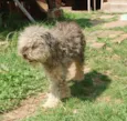 CÃES DE UMA SENHORA