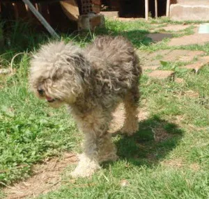 Cachorro raça Indefinida idade  nome CÃES DE UMA SENHORA