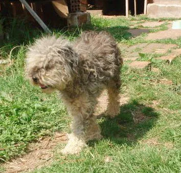 Cachorro ra a Indefinida idade  nome CÃES DE UMA SENHORA