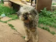 CÃES DE UMA SENHORA