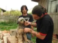 CÃES DE UMA SENHORA