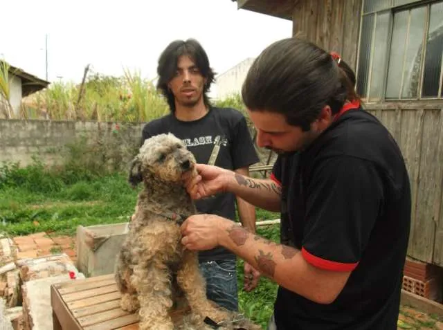Cachorro ra a Indefinida idade  nome CÃES DE UMA SENHORA