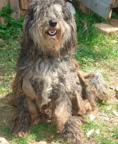 Cachorro ra a Indefinida idade  nome CÃES DE UMA SENHORA