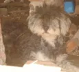 CÃES DE UMA SENHORA