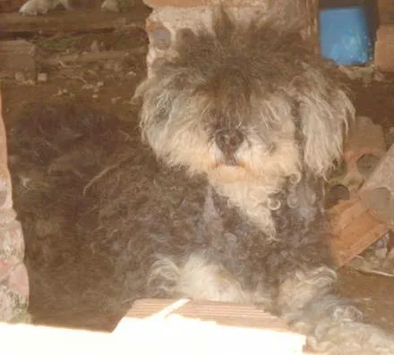 Cachorro ra a Indefinida idade  nome CÃES DE UMA SENHORA