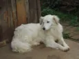 CÃES DE UMA SENHORA