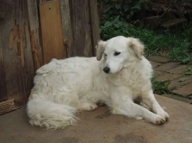 Cachorro ra a Indefinida idade  nome CÃES DE UMA SENHORA