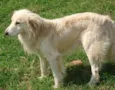 CÃES DE UMA SENHORA