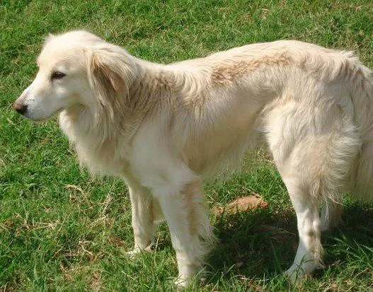 Cachorro ra a Indefinida idade  nome CÃES DE UMA SENHORA