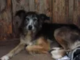 CÃES DE UMA SENHORA