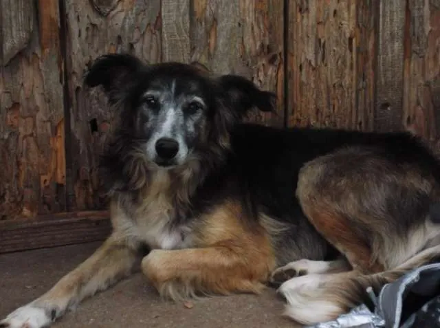 Cachorro ra a Indefinida idade  nome CÃES DE UMA SENHORA