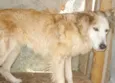 CÃES DE UMA SENHORA