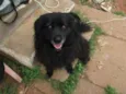 CÃES DE UMA SENHORA